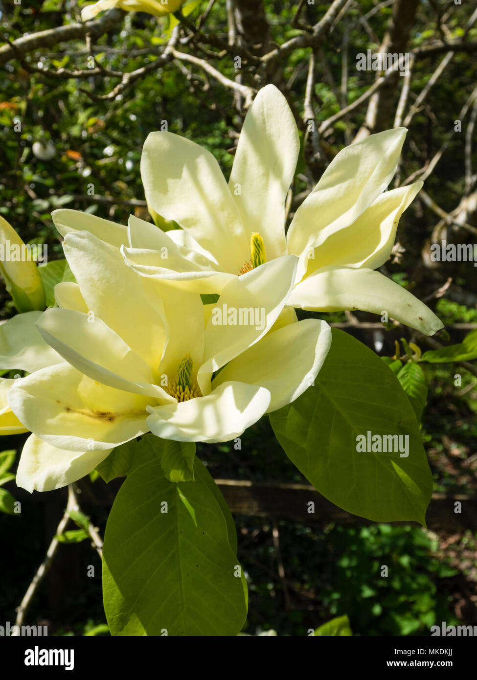 Blass gelb spring flower Der Laubbaum, Magnolia 'Fei Huang" ("Gelber Fluss") Stockfoto