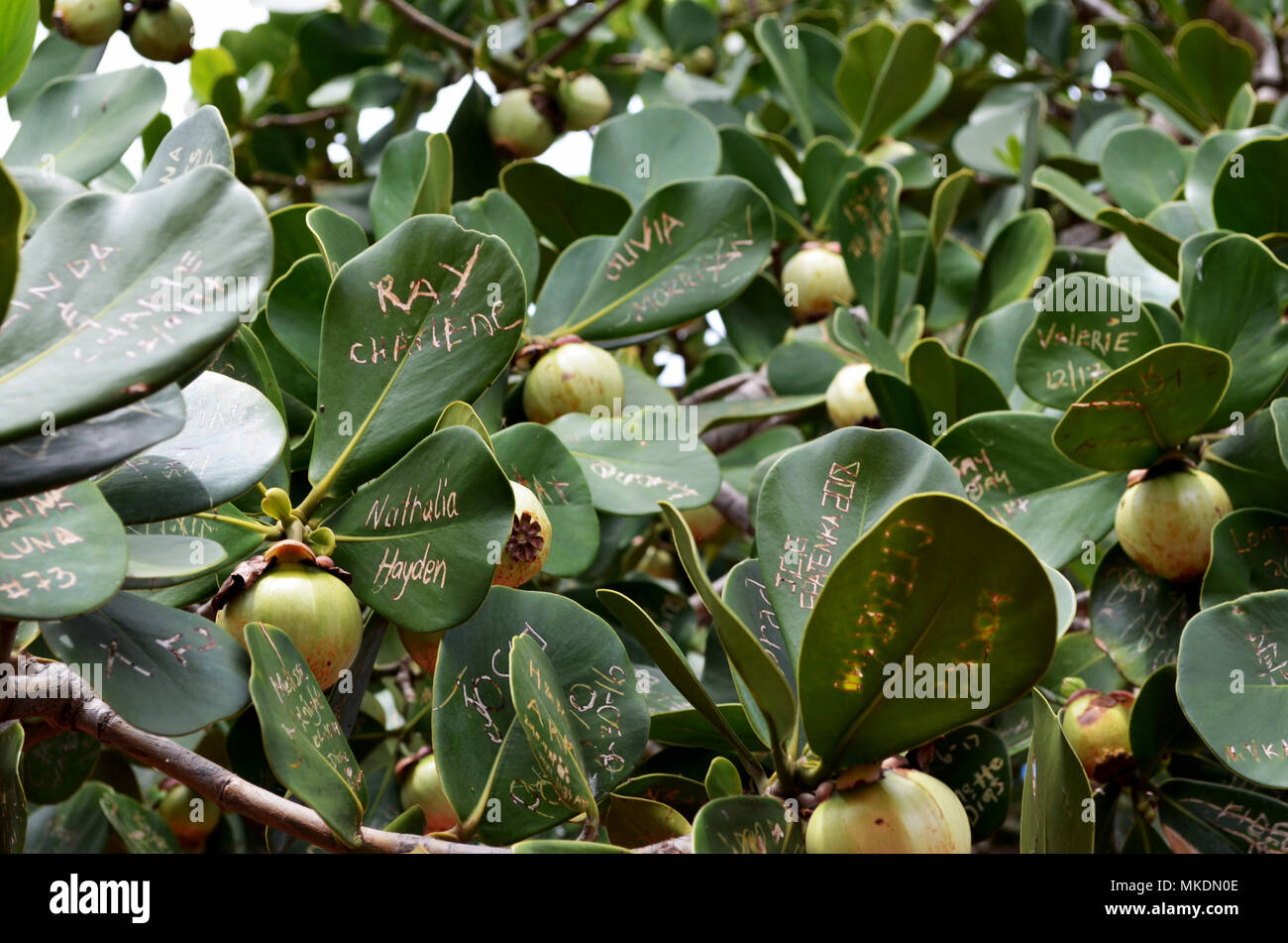 Die Namen Auf Den Blattern Von Obst Baum Geschrieben Stockfotografie Alamy