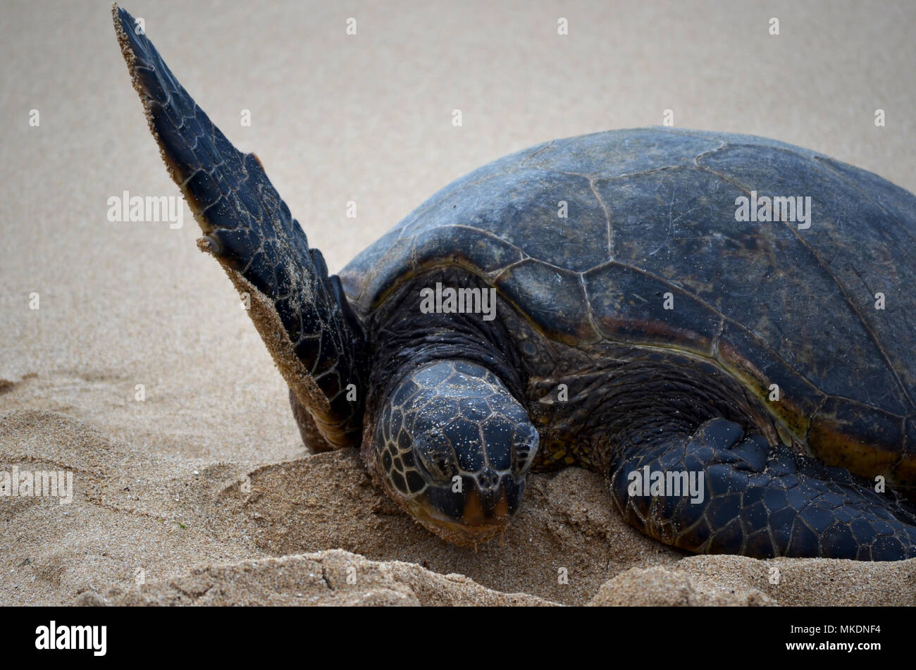 Grüne Meeresschildkröte am Strand Stockfoto