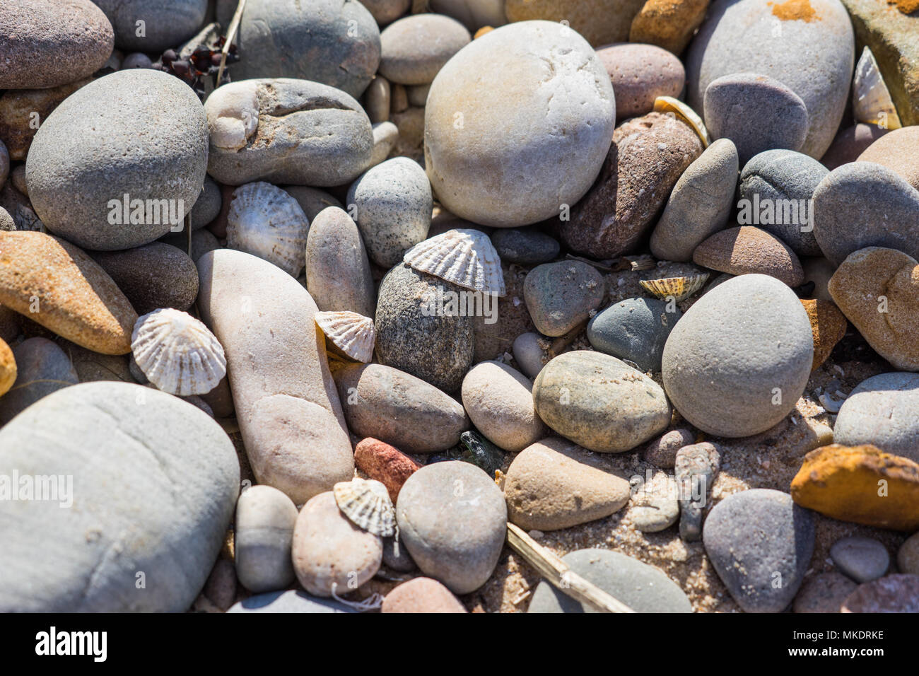 Algen in einem Felsenpool. Rock Pooling mit Kindern. Sonnenurlaub am Meer in Großbritannien. Stockfoto