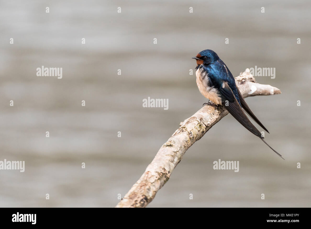 Eine Schwalbe sitzt auf einem Ast über dem Wasser in der oostvaardersplassen in den Niederlanden. Stockfoto