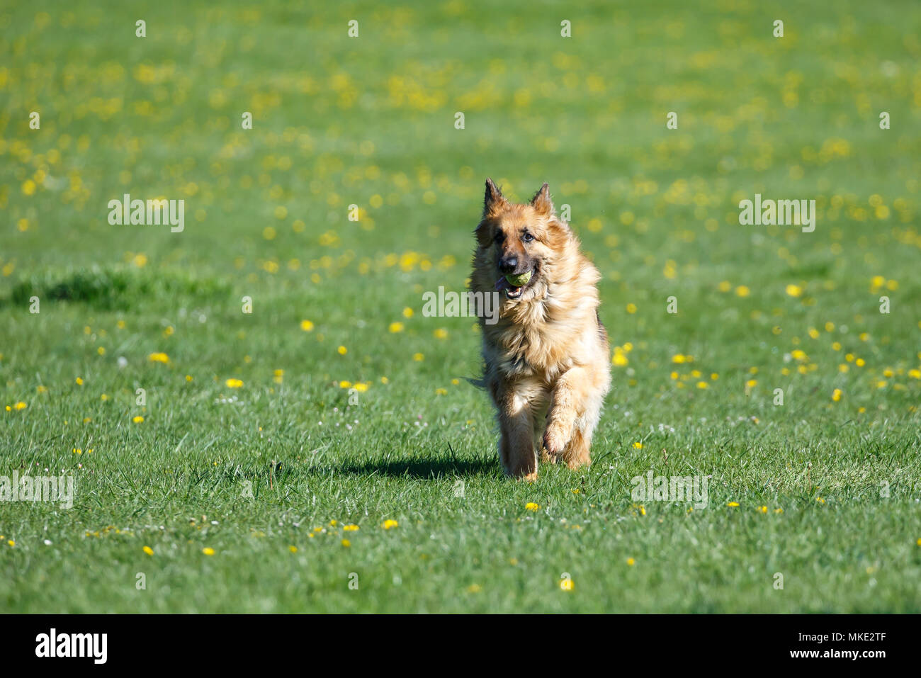 Eine elsässische Hund im Park Stockfoto