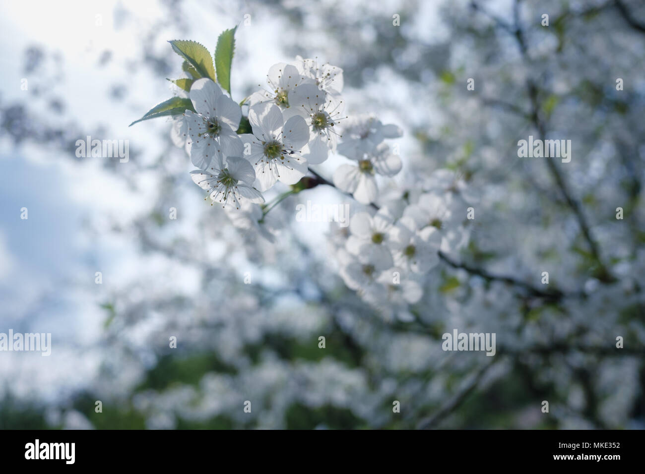 Weiße Kirsche Blumen im Frühling Stockfoto