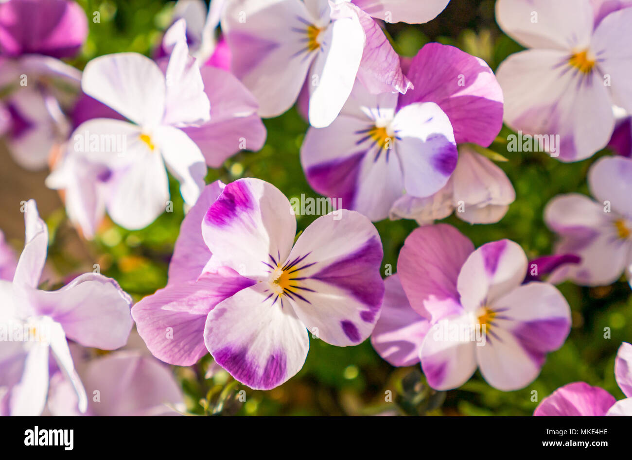 Nahaufnahme von Sonnenbeschienenen rosa weiß rosa und lila kleine Blütenblatt, Bratschen und Garten Stiefmütterchen Stockfoto