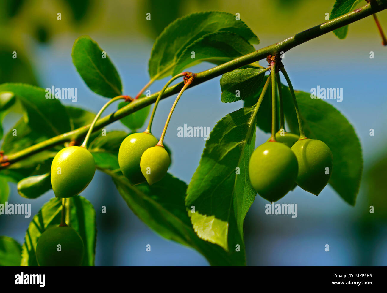 Unreife grüne Pflaumen am Baum Stockfoto