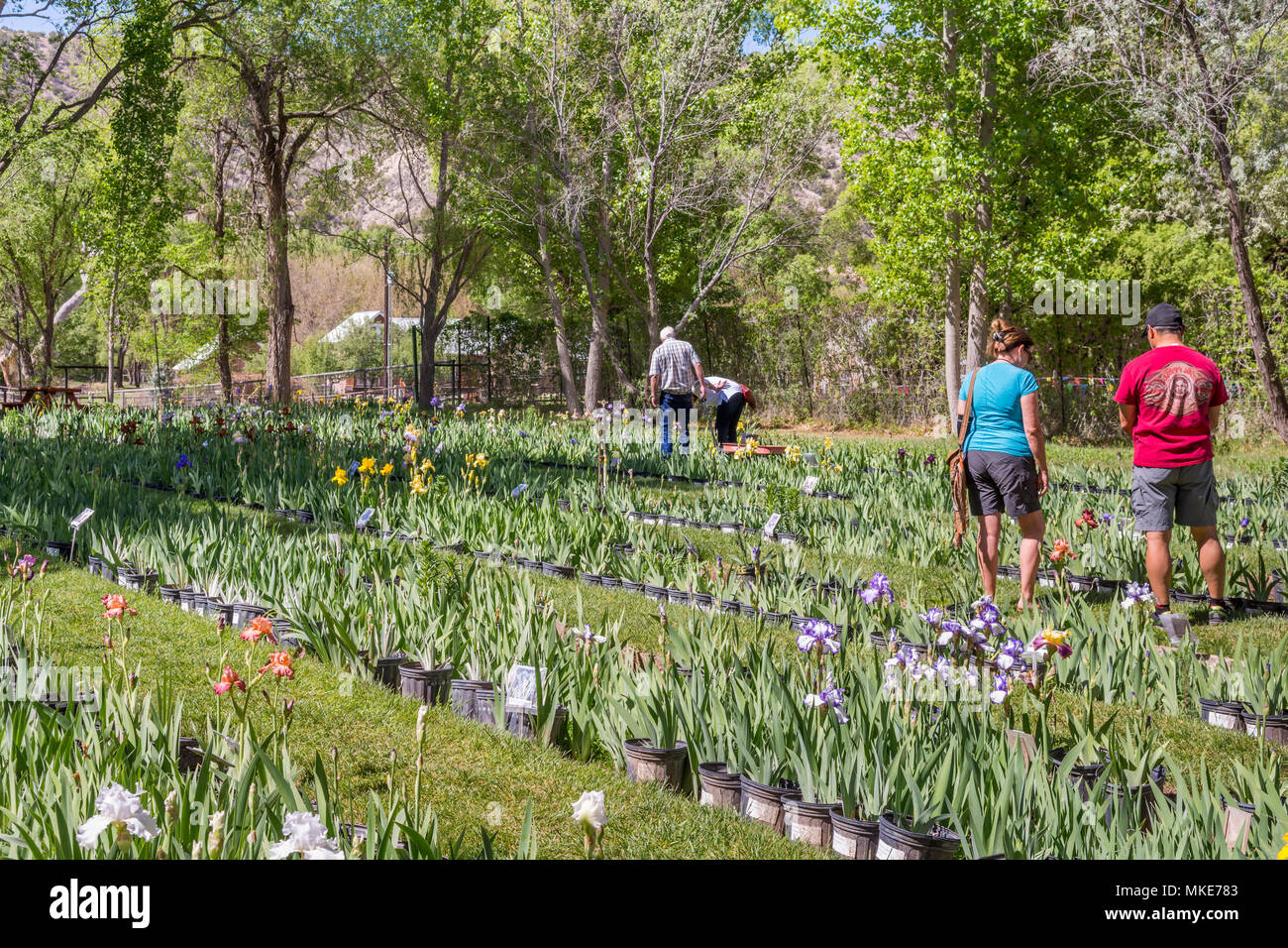 Menschen einkaufen und Kauf von Topfpflanzen Iris am Hondo Iris Farm und Botanischen Garten in Hondo, New Mexico, USA. Stockfoto