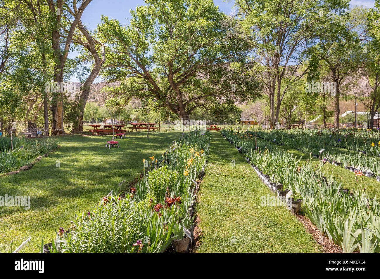 Topfpflanzen Blenden für Verkauf an Hondo Iris Farm und Botanischen Garten in Hondo, Lincoln County, New Mexico, USA. Stockfoto