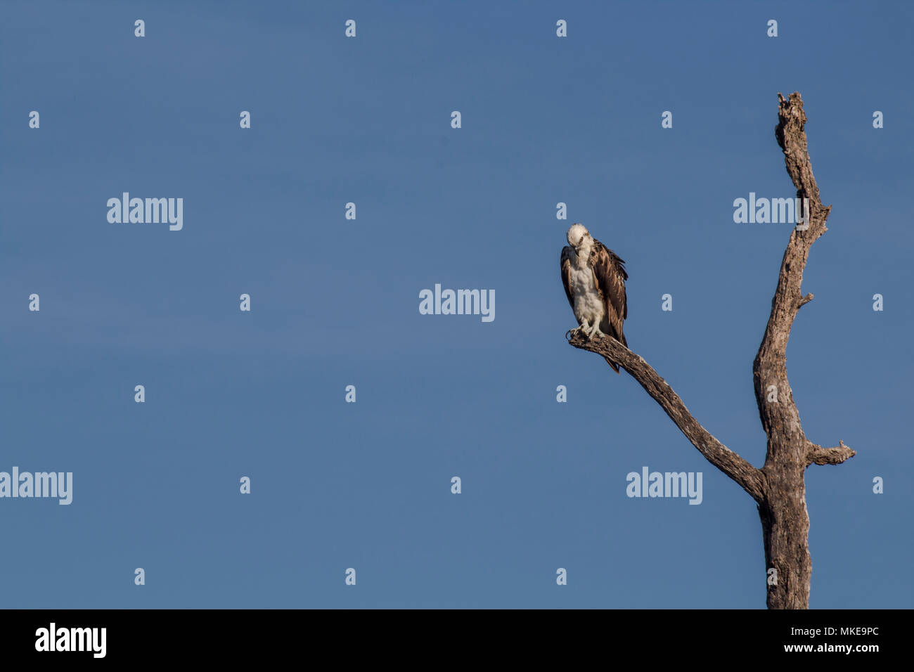 Osprey thront auf Baum. bereit zu jagen Frühstück aufmerksam sieht auf dem Fluss mit blauen Himmel als Hintergrund. Auch als Sea Hawk oder river Hawk bekannt Stockfoto