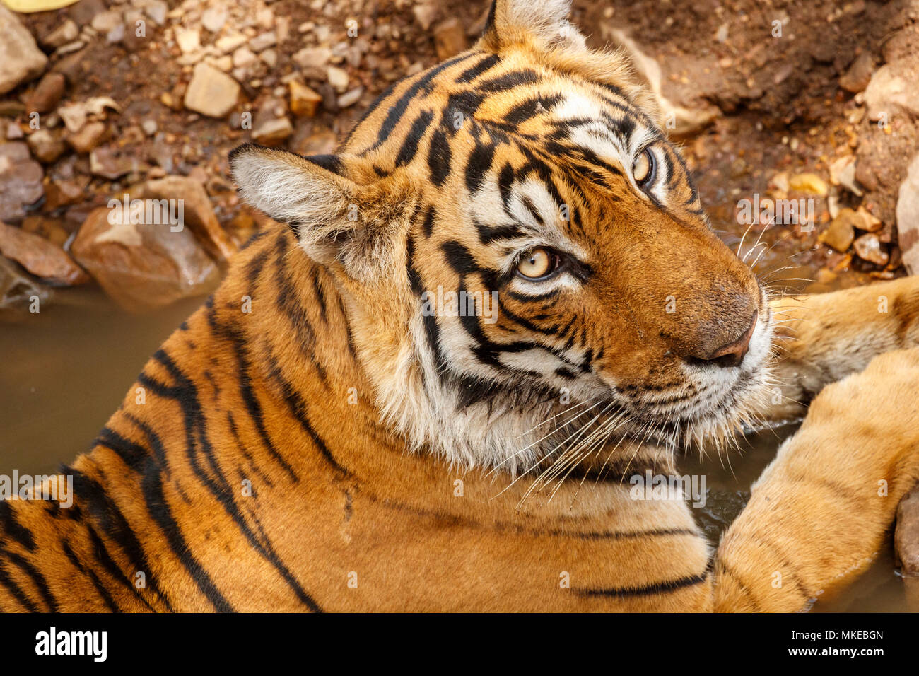 Nahaufnahme der Kopf eines jungen männlichen Bengal Tiger (Panthera tigris), Ranthambore Nationalpark, Rajasthan, Nordindien Stockfoto
