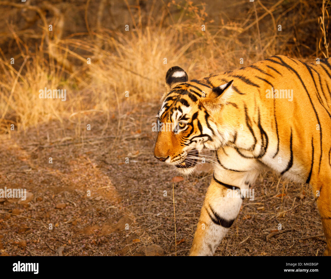 Nahaufnahme der Kopf einer weiblichen Bengal Tiger (Panthera tigris) zu Fuß in Ranthambore Nationalpark, Rajasthan, Nordindien Stockfoto