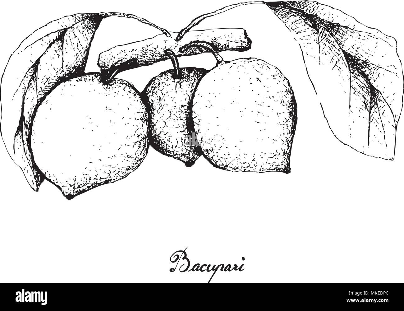 Tropische Früchte, Illustration von Hand gezeichnete Skizze Bacupari oder Garcinia Gardneriana Früchte hängen am Baum Bündel isoliert auf weißem Hintergrund. Stock Vektor