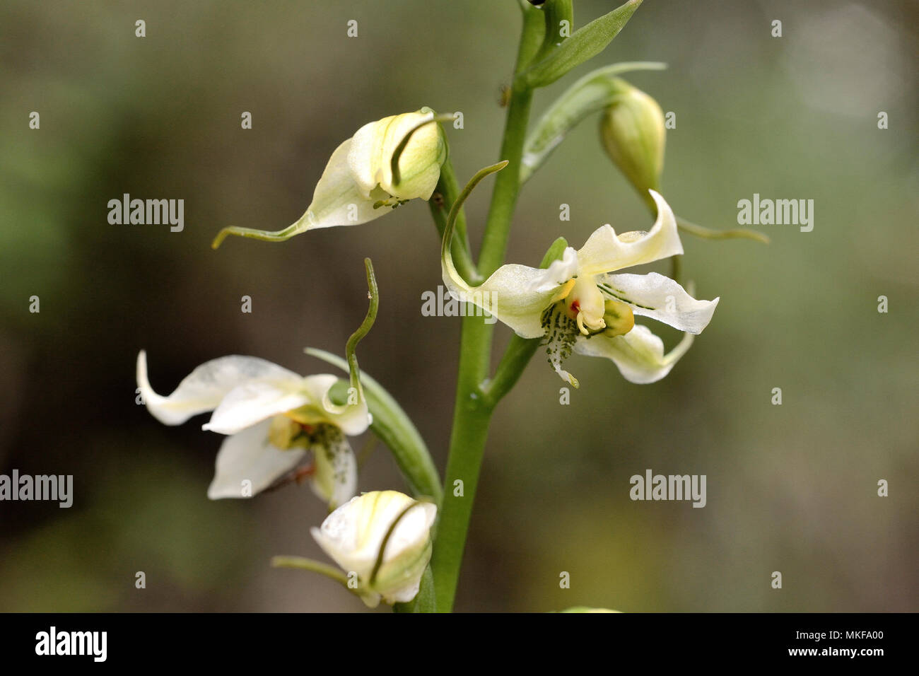 Orchidee (Gavilea araucana), Tres Saltos de Huepil, Pucon, IX Region der Araucania, Chile Stockfoto