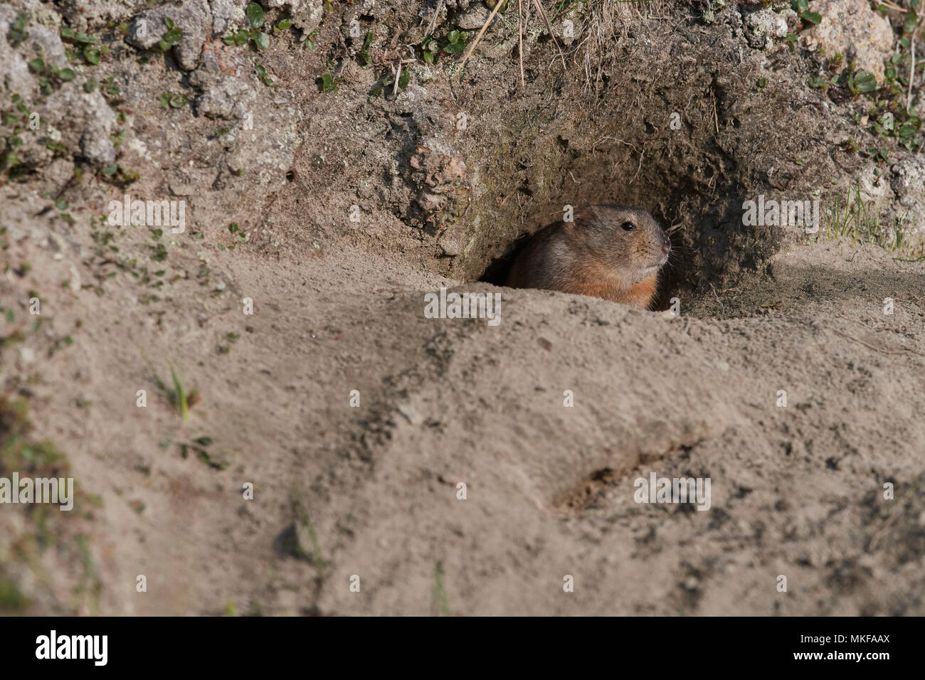 Collared lemming Fotos und Bildmaterial in hoher Auflösung Alamy