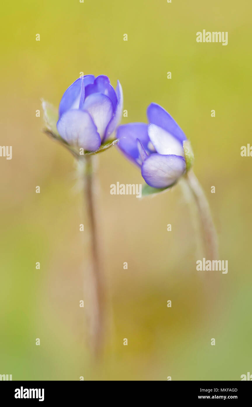 Leberblümchen (Hepatica nobilis) entlang einer von Bäumen gesäumten Highland Road, Drôme, Frankreich Stockfoto