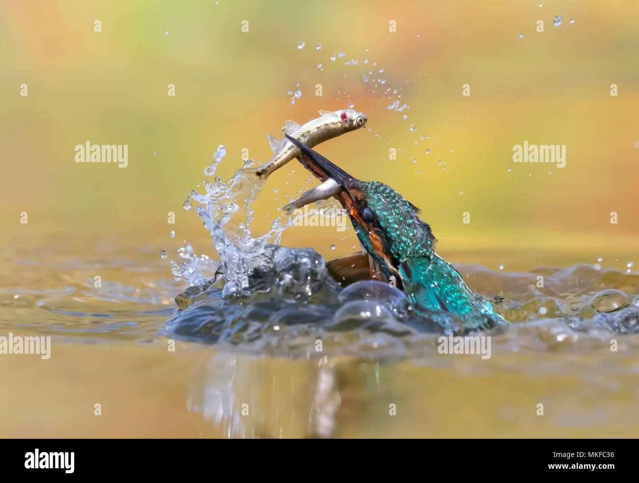 Eisvogel Alcedo Atthis Weibliche Kingfidher Fangt Einen Fisch