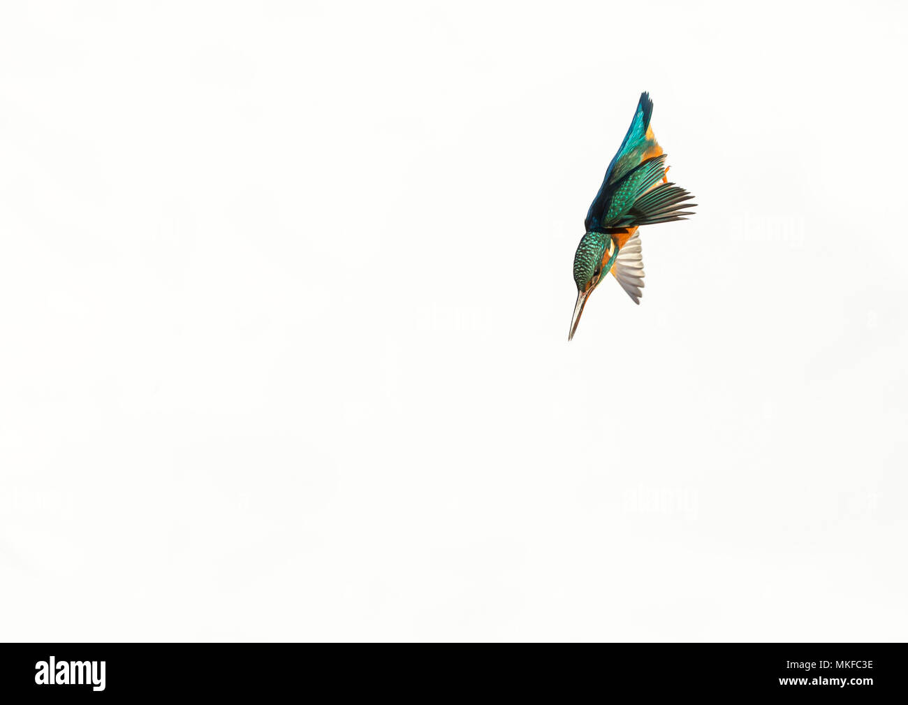 Eisvogel (Alcedo atthis), Buchse, Tauchen, England Stockfoto