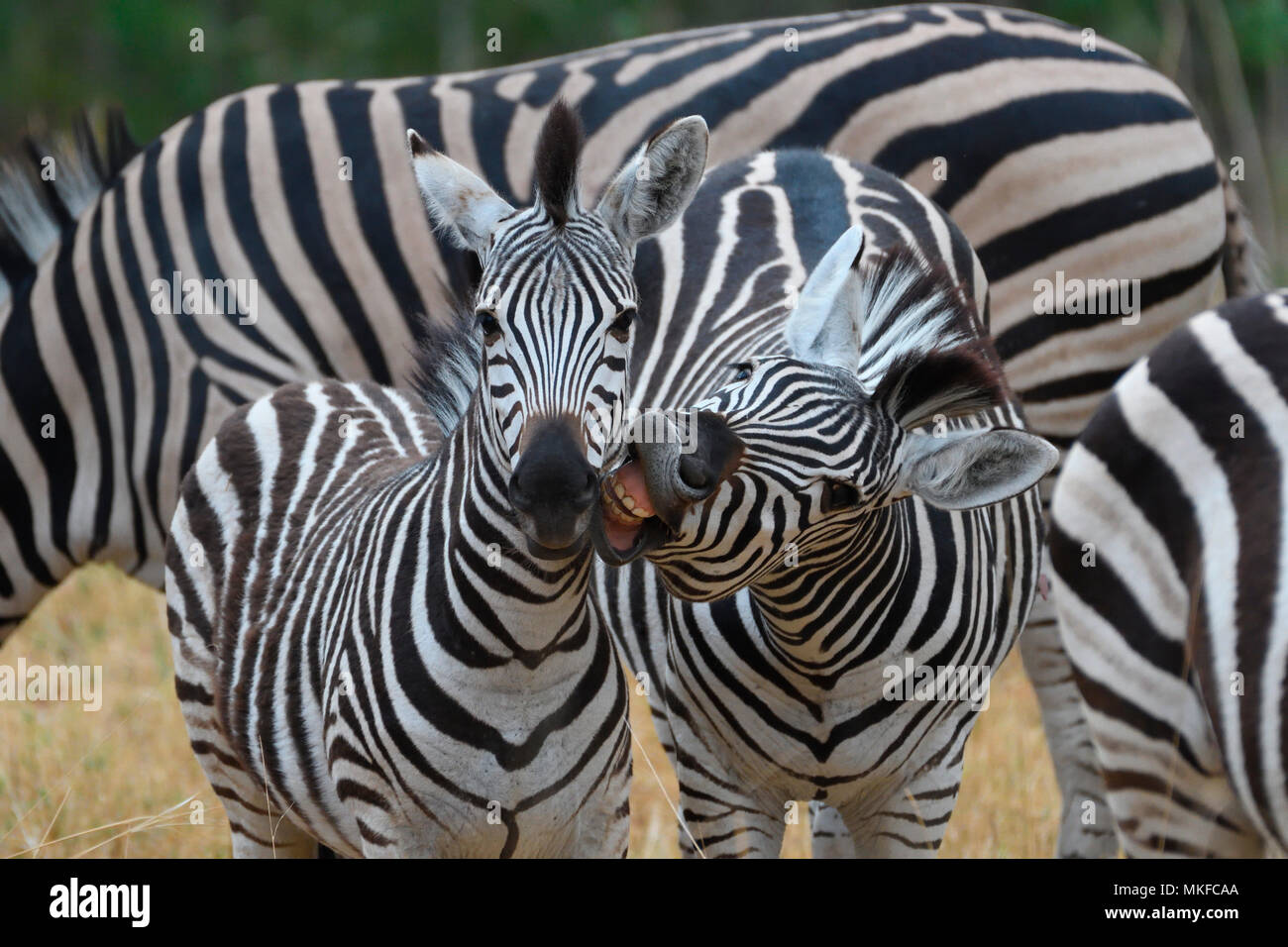 Chapman's Zebras (Equus quagga chapmani) mit Jungen, Botswana Stockfoto