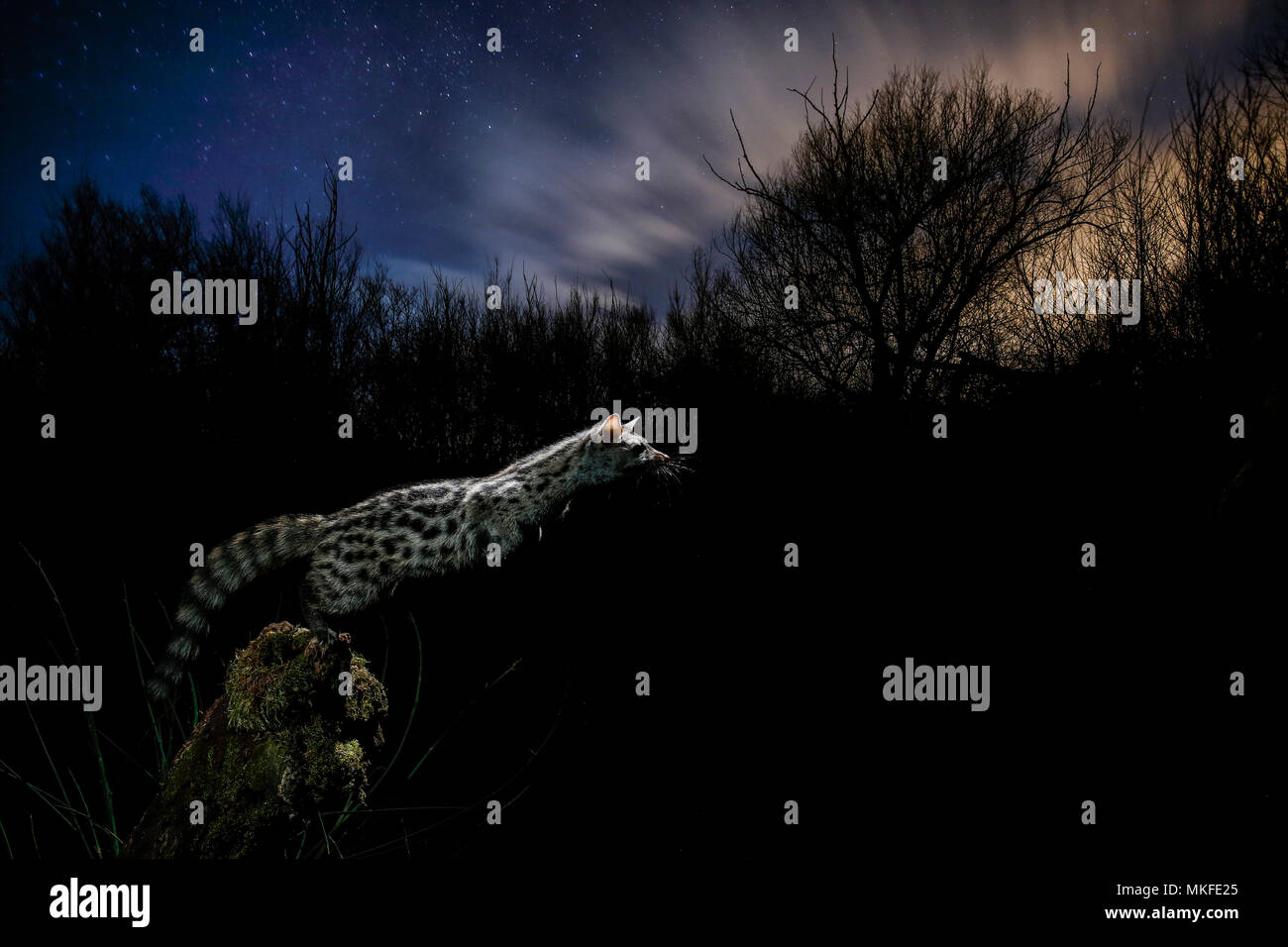 Kleinfleck Fotos und Bildmaterial in hoher