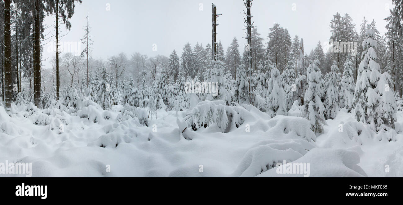 Die Fichte (Picea abies) verschneiten Tannenwald, Ardennen Stockfoto