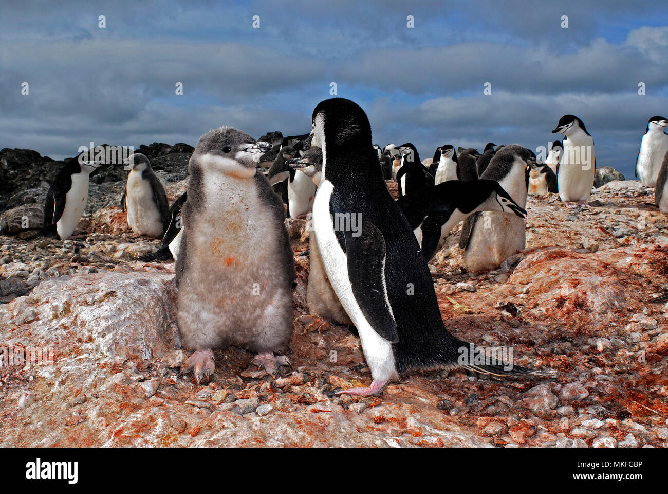 Zügelpinguin (Pygoscelis antarcticus). Antarktische Halbinsel. Stockfoto