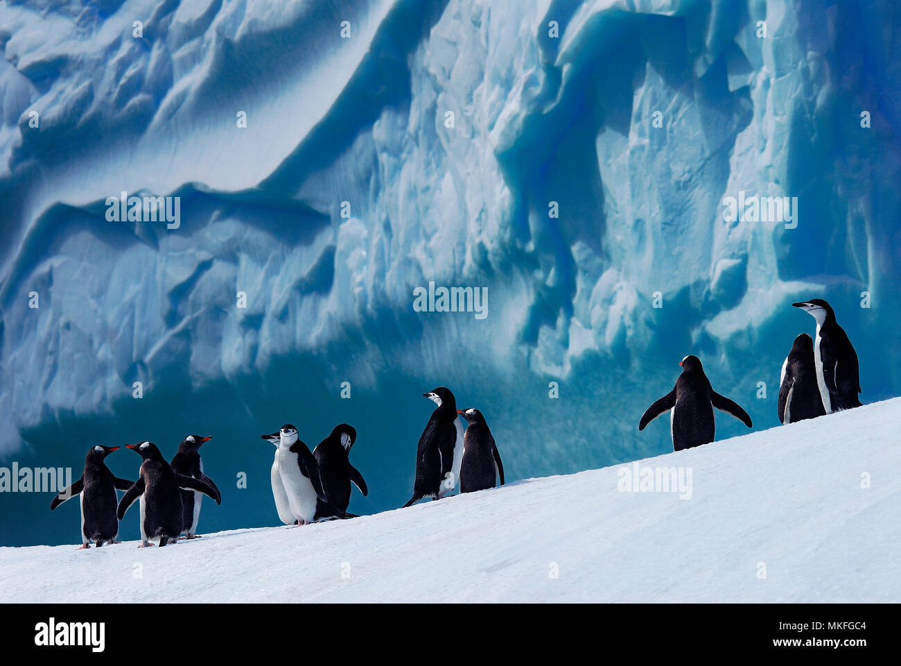 Zügelpinguin (Pygoscelis antarcticus) und Gentoo Pinguin (Pygoscelis papua). Antarktische Halbinsel. Stockfoto
