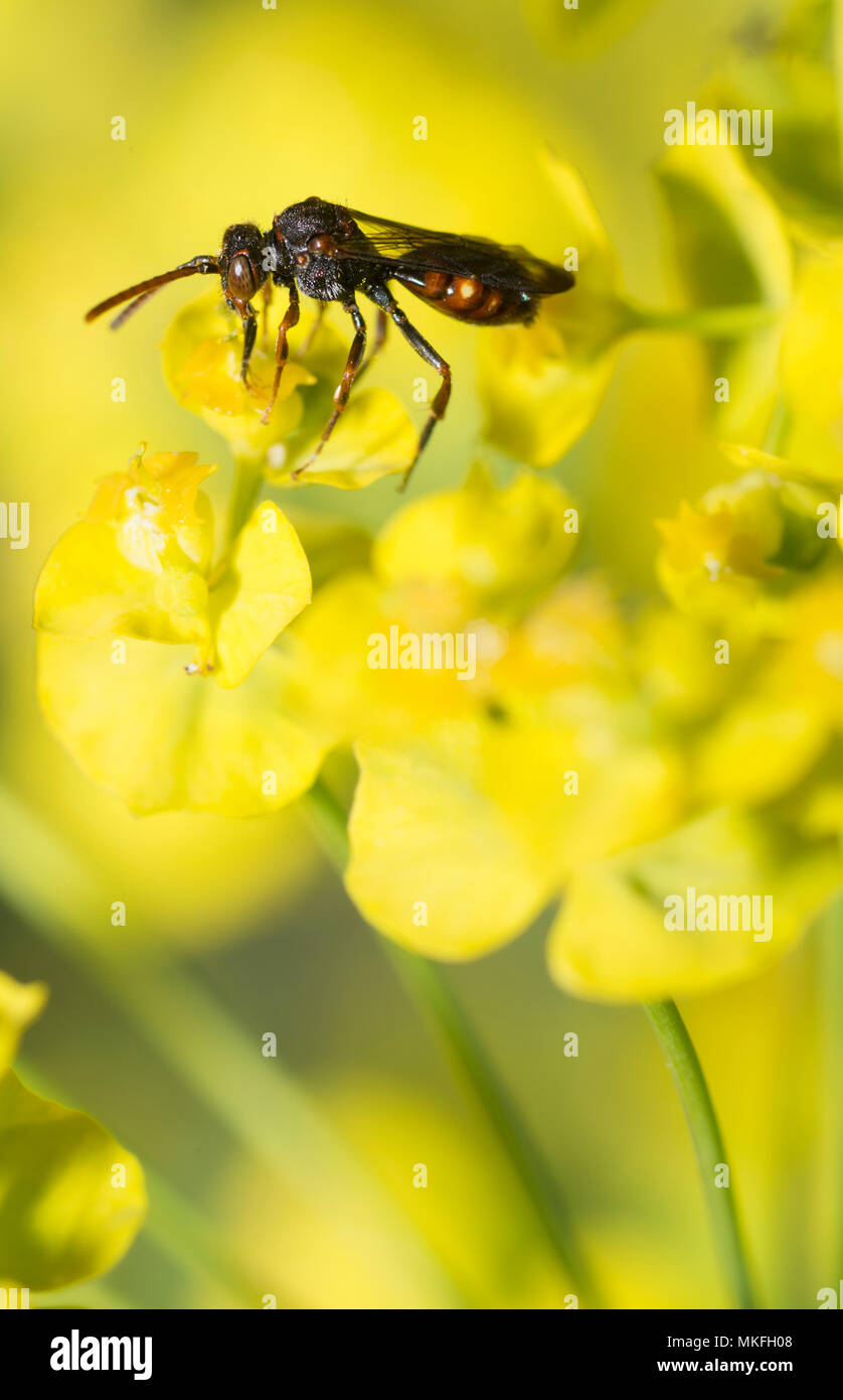 Nomada sp Stockfotos und bilder Kaufen Alamy