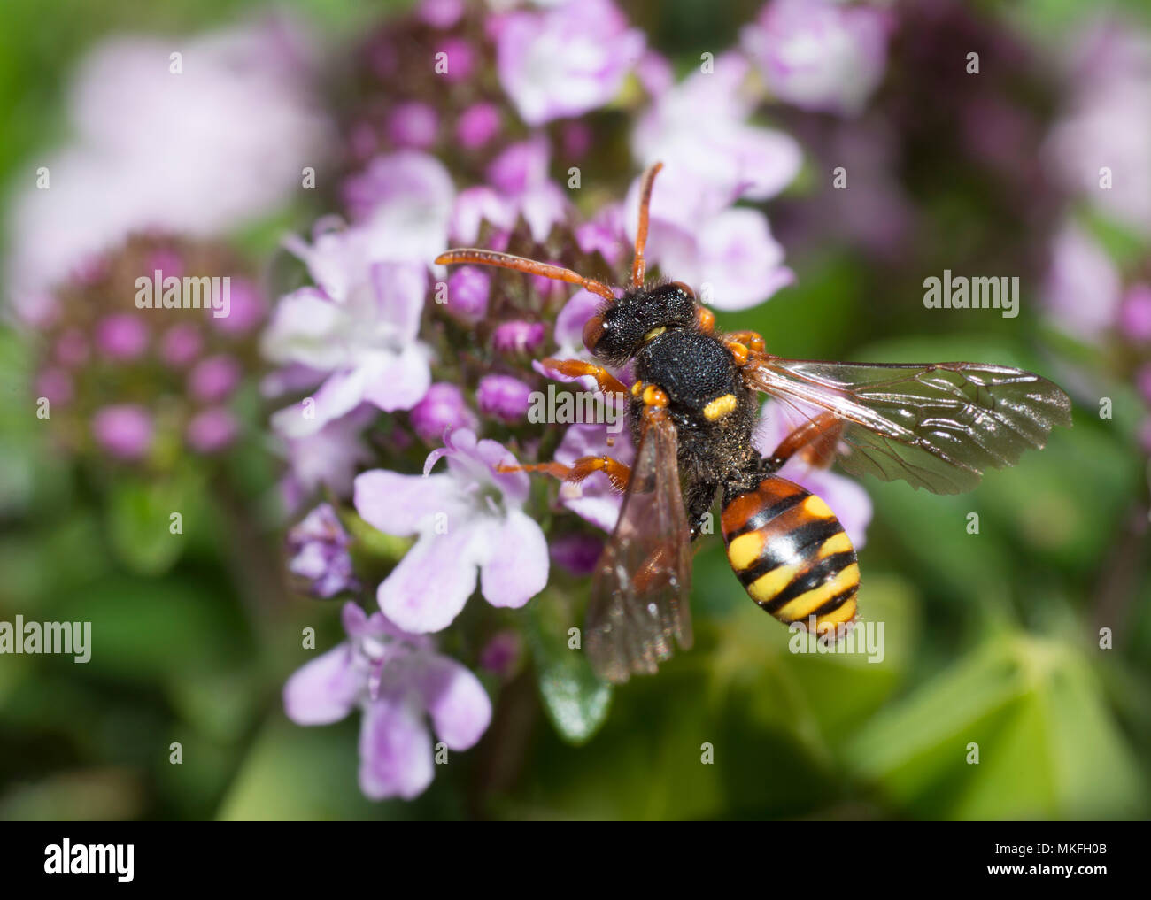 Malte Nomad Bee (Nomada fucata) Nahrungssuche auf Thymian, Regionaler Naturpark Vosges du Nord, Frankreich Stockfoto