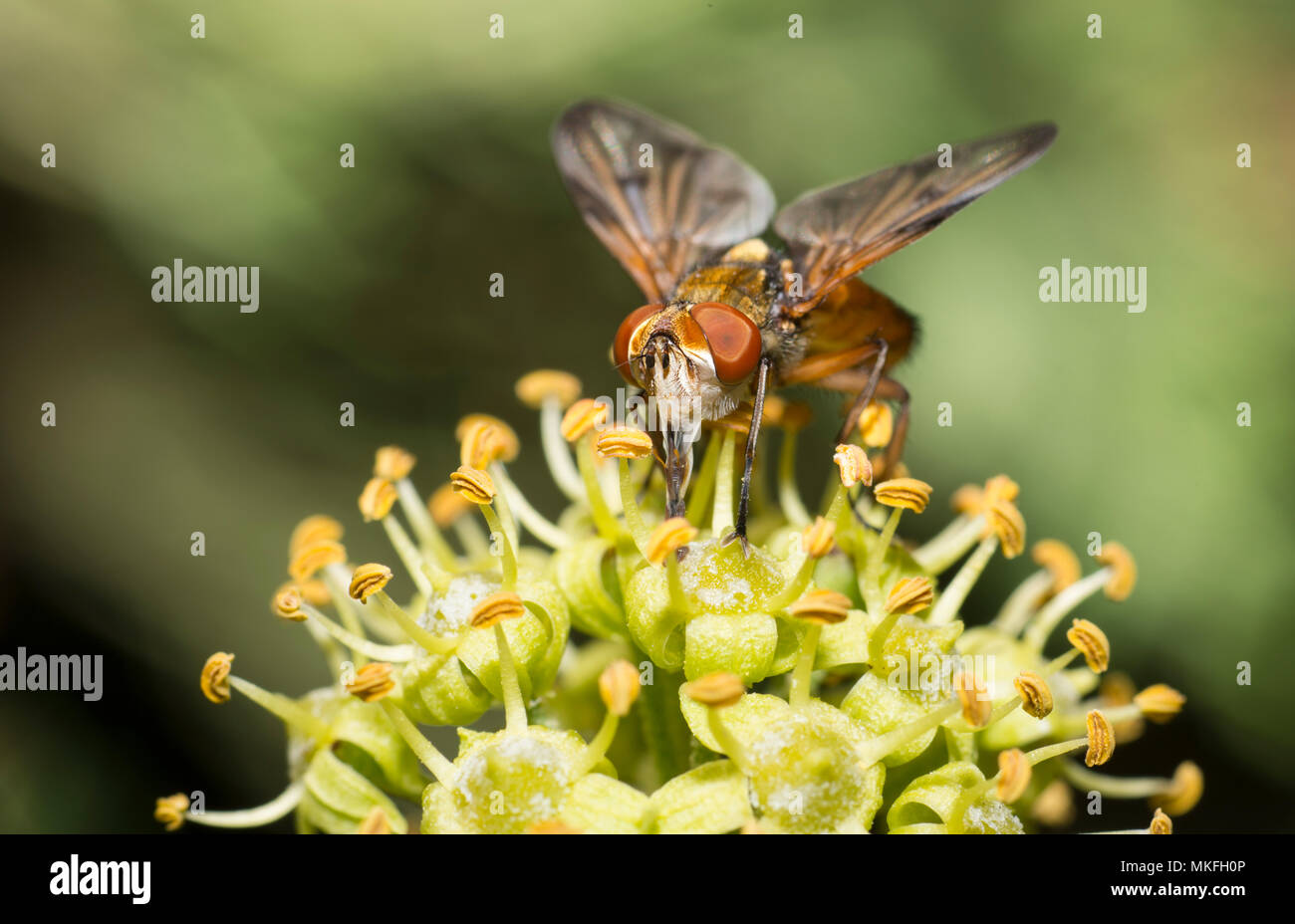 Hoverfly (Phasia hemiptera) lecken Nektar der Efeu, Mont Ventoux, Frankreich Stockfoto