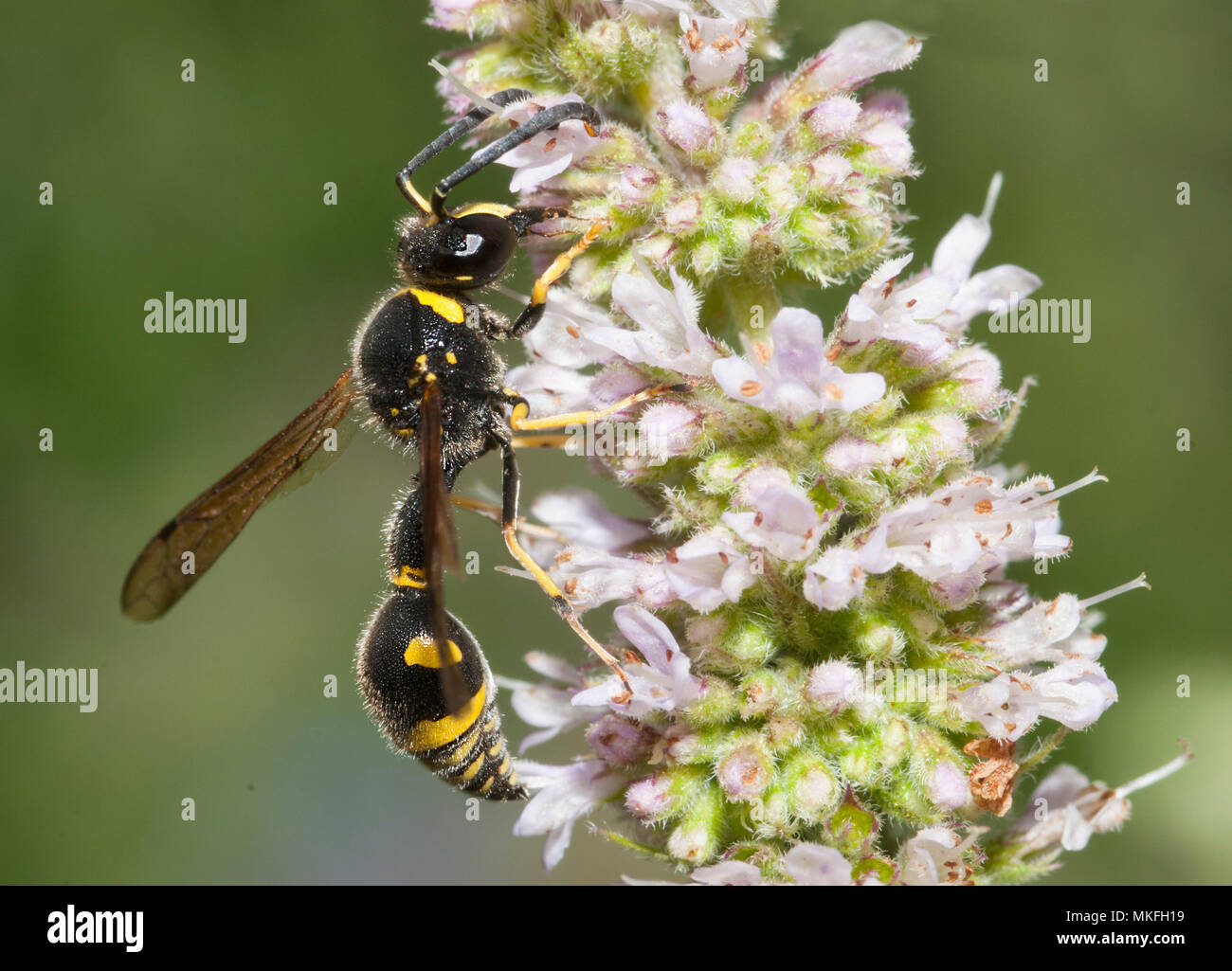 Potter Wasp (Eumenes papillarius) männlichen auf Minze Blumen, Regionale Naturpark der nördlichen Vogesen, Frankreich Stockfoto