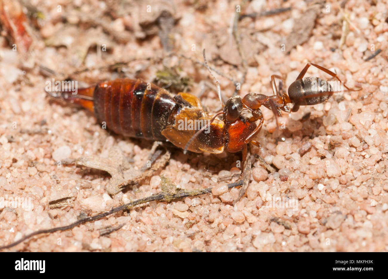 Red Ant (Formica rufa) Durchführung einer Earwing, Regionaler Naturpark der nördlichen Vogesen, Frankreich Stockfoto