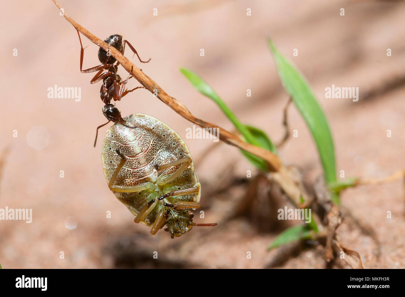 Red Ant (Formica rufa) mit einem stinken Bug (Palomena Viridissima), Regionaler Naturpark der nördlichen Vogesen, Frankreich Stockfoto