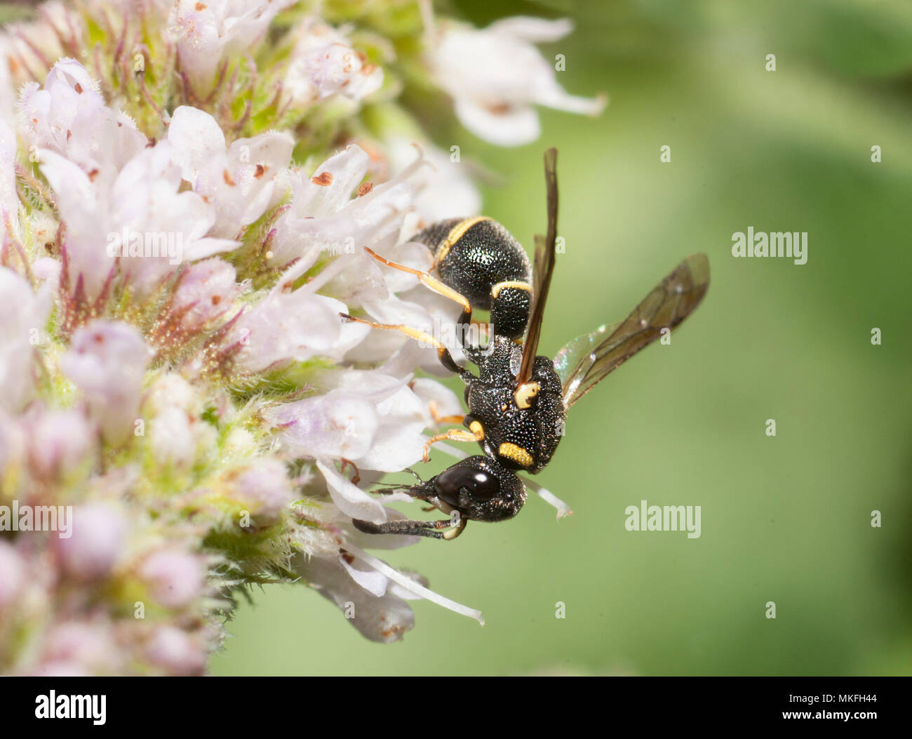 Mason Wasp (Leptochilus alpestris) auf Minze, Frankreich Stockfoto