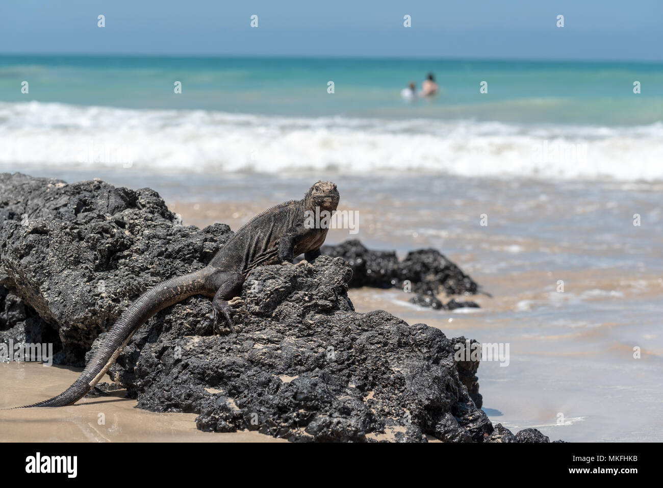 Marine iguana und Schwimmer, Isabela Island, Galapagos, Ecuador. Stockfoto