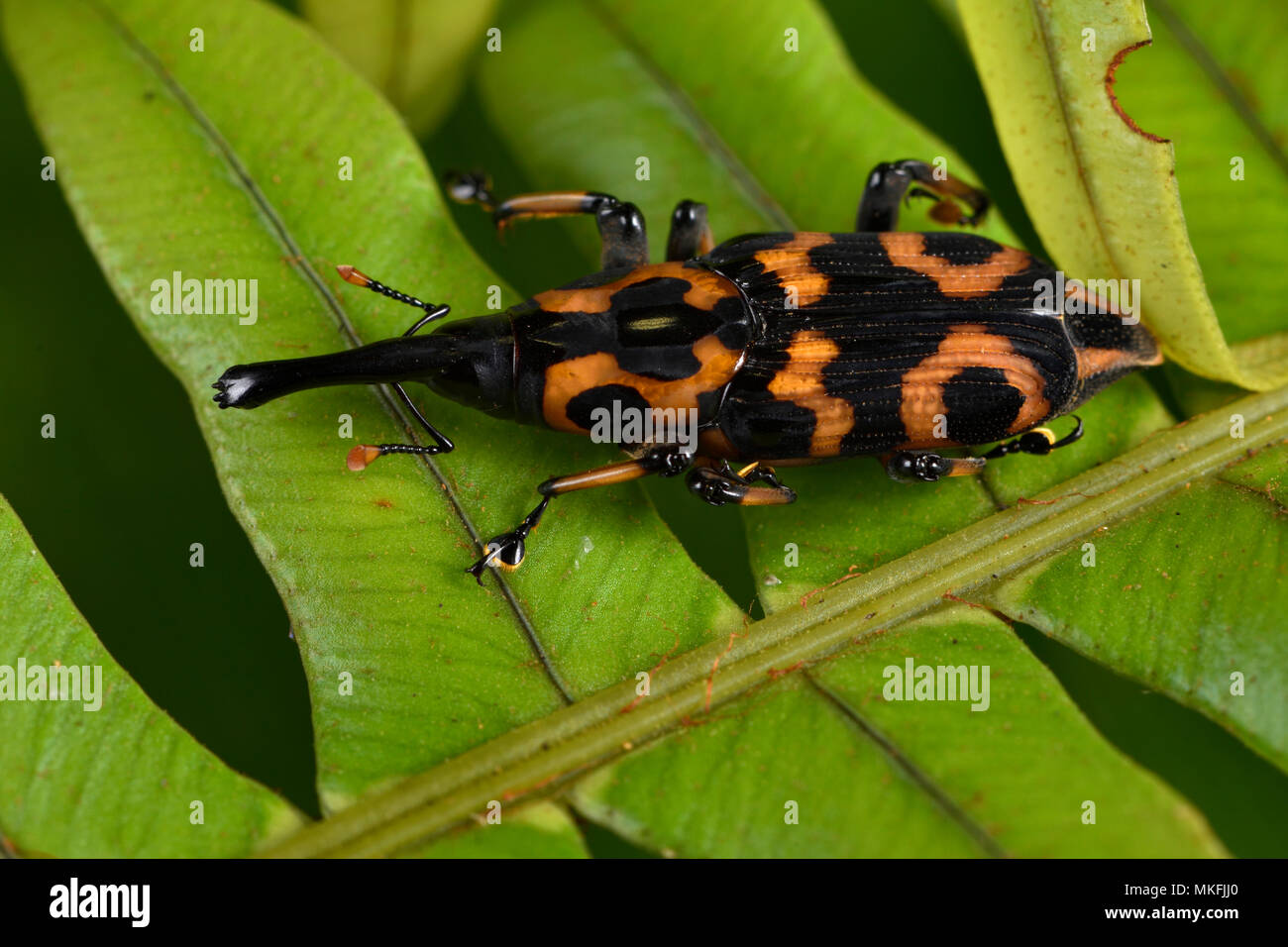 Coleoptera, Andasibe, Perinet, Alaotra-Mangoro Region, Madagaskar Stockfoto