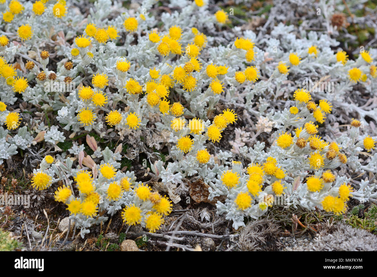 Patagonische Senecio (Senecio patagonicus), Asteraceae, Reserva natural Seno Otway, um Punta Arenas, XII Region Magallanes und der chilenischen Antarktis Stockfoto
