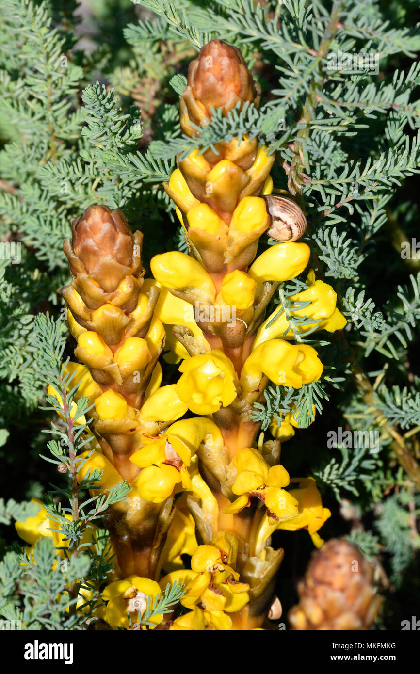 Cistanche phelypaea Fotos und Bildmaterial in hoher Auflösung Alamy