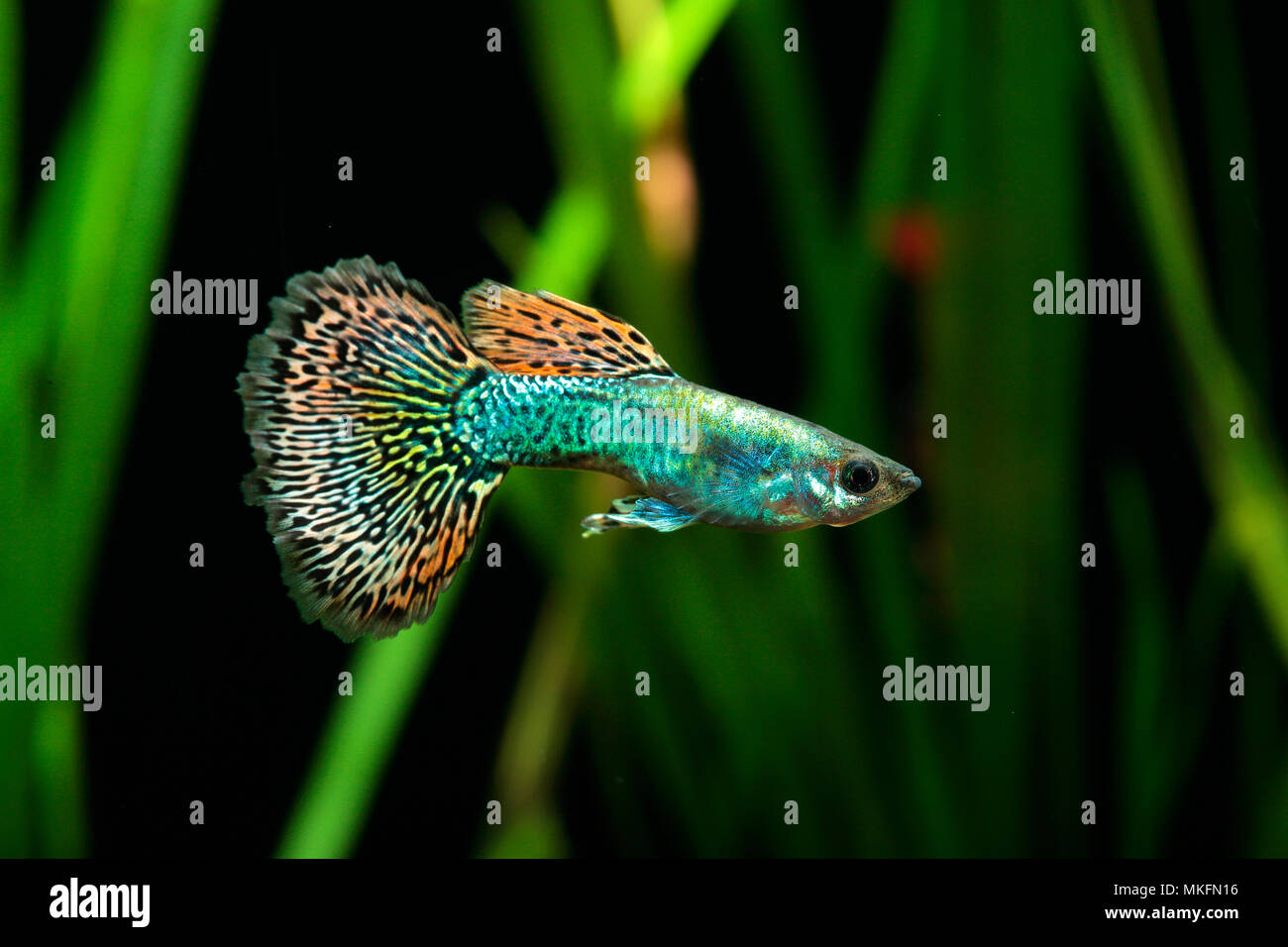 Guppy (Poecilia reticulata) 'Dragon Mosaik' männliche Profil im Aquarium  Stockfotografie - Alamy