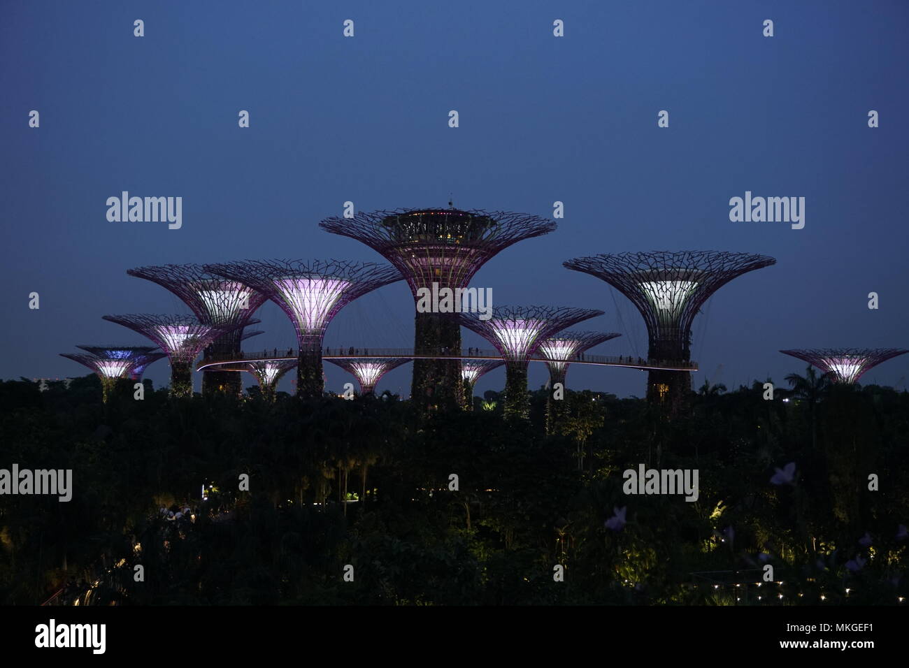 Supertree Grove im Gardens by the Bay, Marina Gardens, Singapur Stockfoto