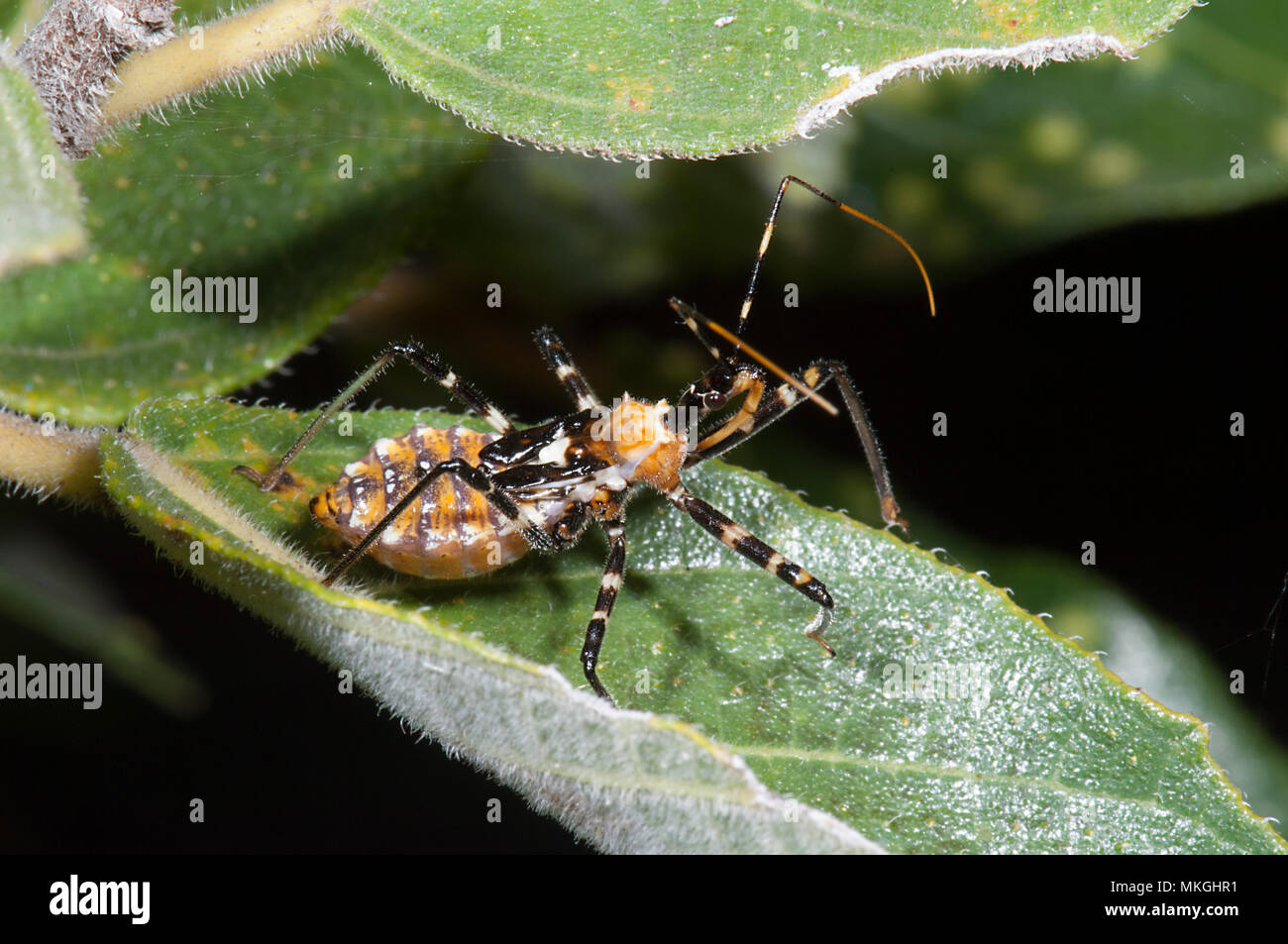 Assassin Bug (Familie Reduviidae) auf einem Blatt, die Höhlen, Queensland, Queensland, Australien Stockfoto