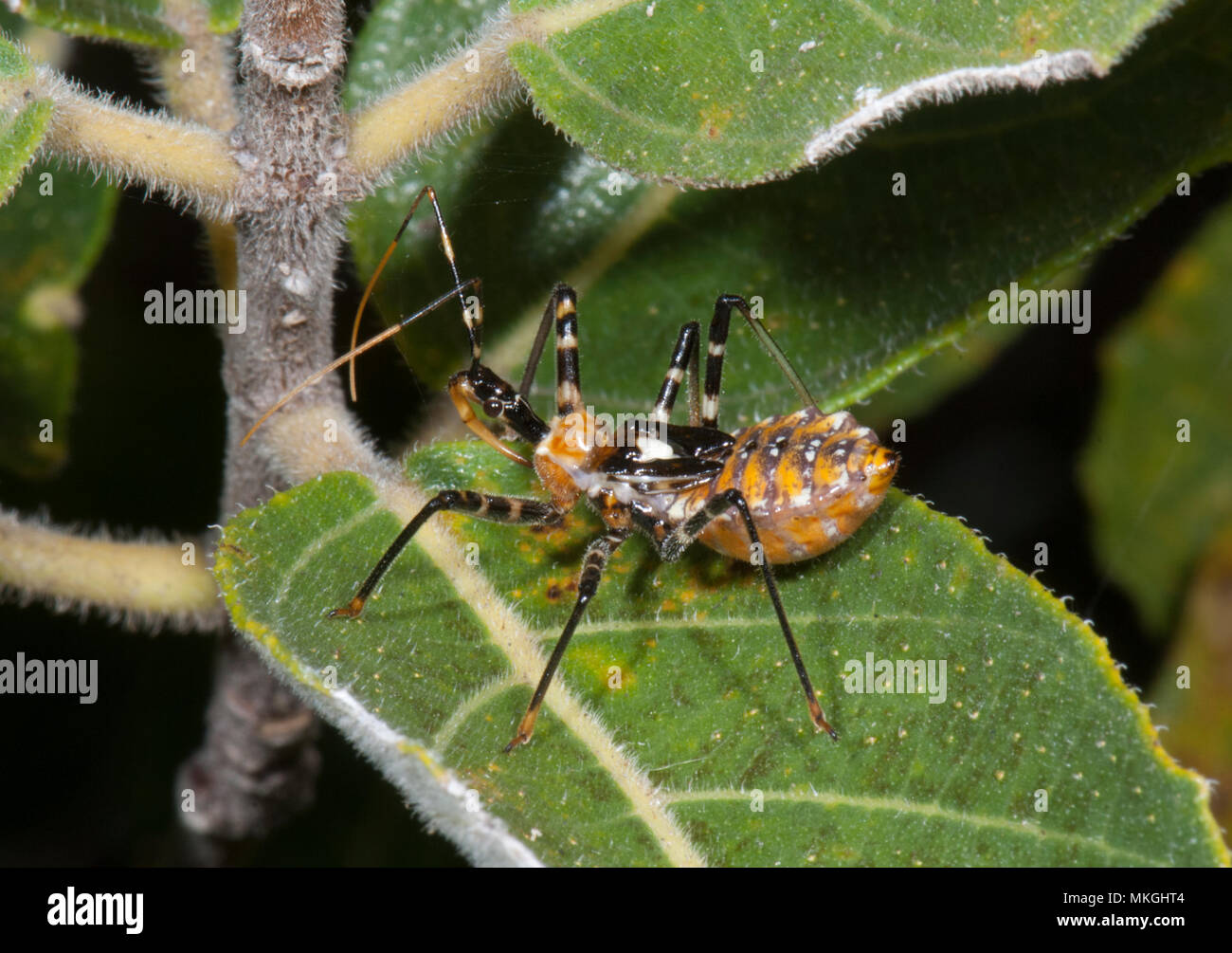 Assassin Bug (Familie Reduviidae) auf einem Blatt, die Höhlen, Queensland, Queensland, Australien Stockfoto