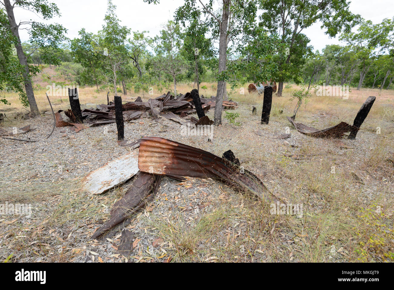 Ausgediente rostige Wellblech und verbrannte Holz Stümpfe an Maytown, einem alten Gold rush Geisterstadt, Far North Queensland, FNQ, QLD, Australien Stockfoto