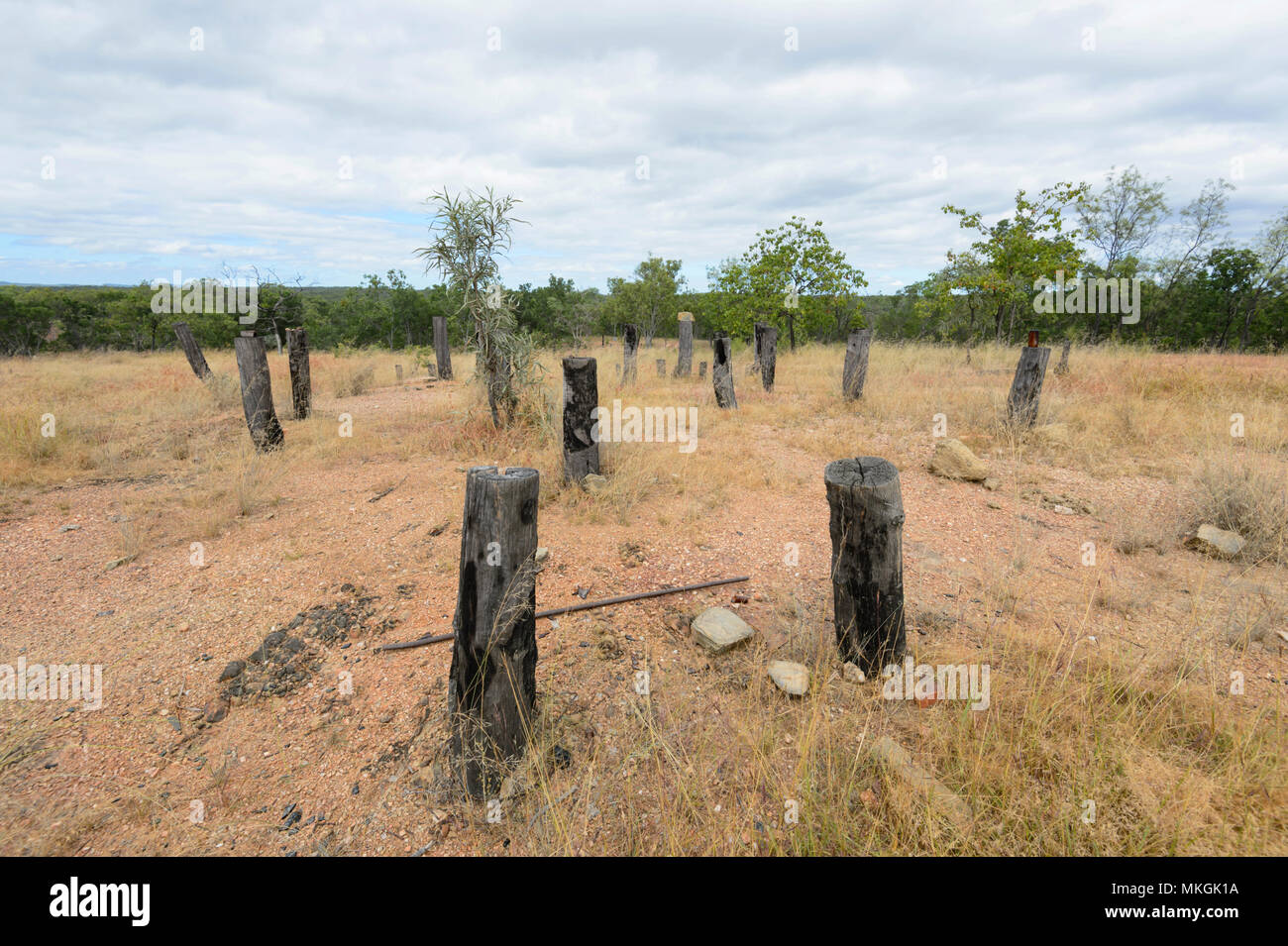 Holz Stümpfe der Post an Maytown, einem alten Gold rush Geisterstadt, Far North Queensland, FNQ, QLD, Australien Stockfoto