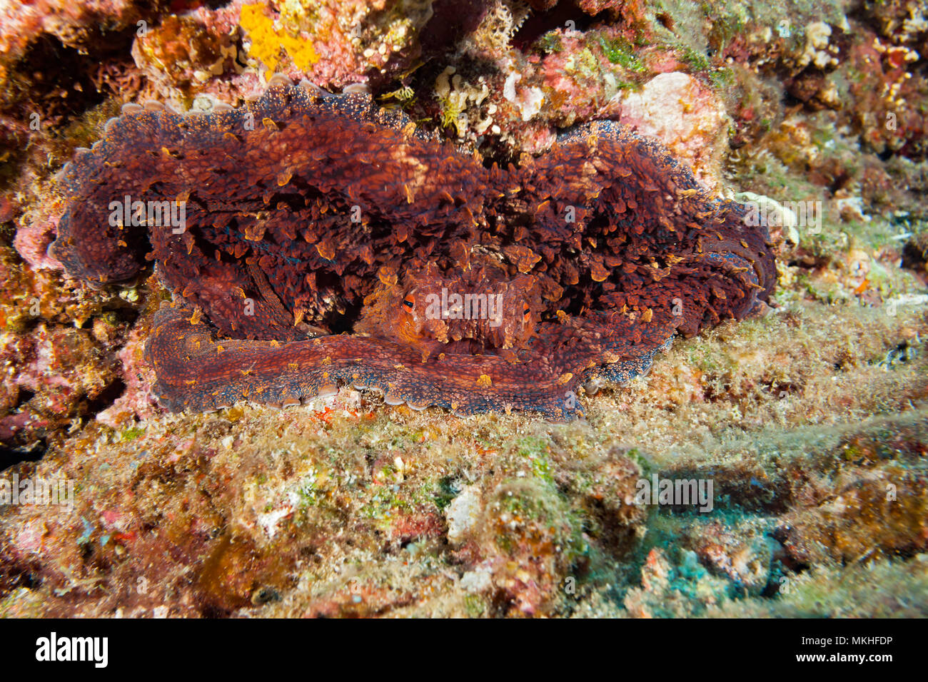 Ein Tag, Octopus, Octopus cyanea, Verflacht sich wieder ein Riff Wand und Kollegen aus der Mitte, Hawaii. Stockfoto