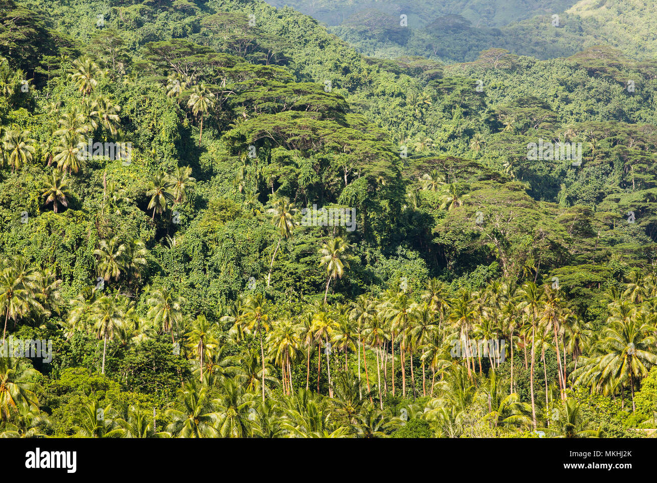 Tropische Wald In Tahaa Gesellschaftsinseln Leeward