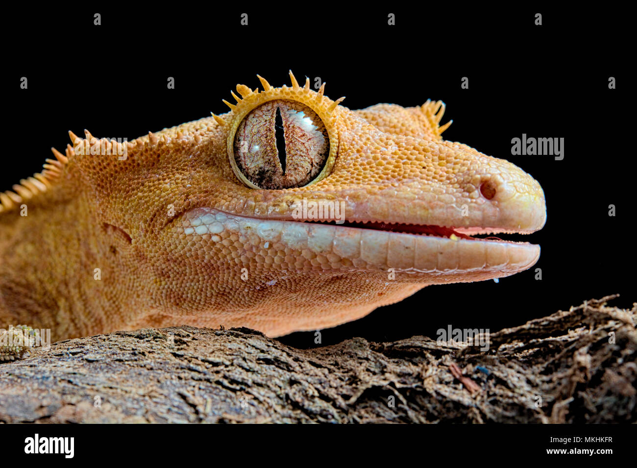 Gecko anatomie -Fotos und -Bildmaterial in hoher Auflösung – Alamy