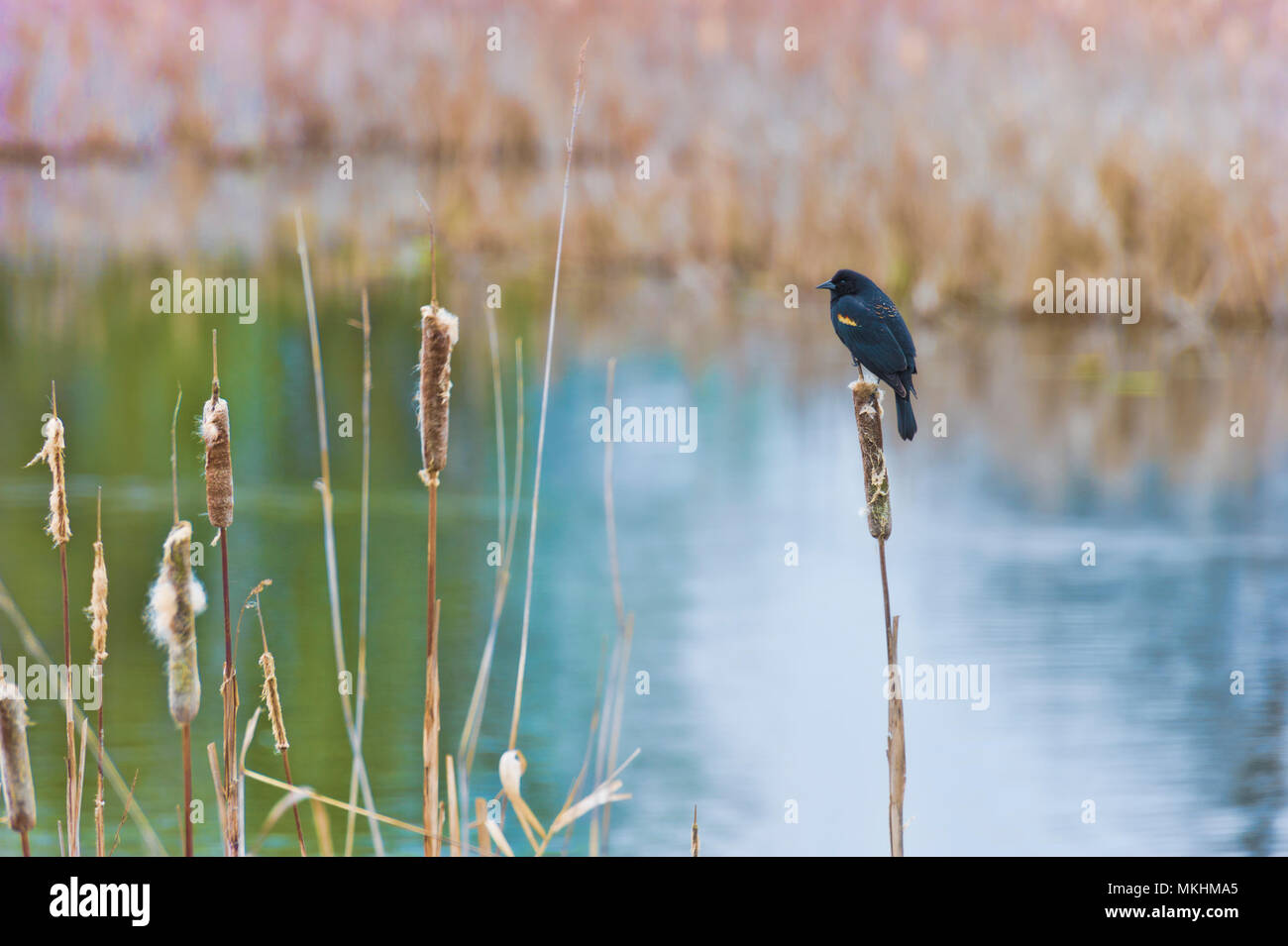 Ein Red-winged schwarzer Vogel sitzt auf cattail am Rande eines Teiches in einem Feuchtgebiet thront. Stockfoto