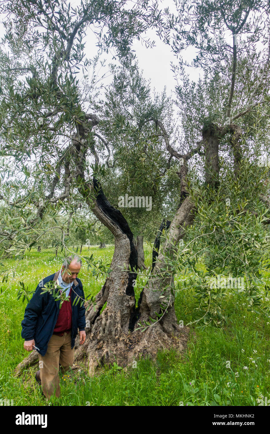 Man Italien Olive Tree Stockfoto