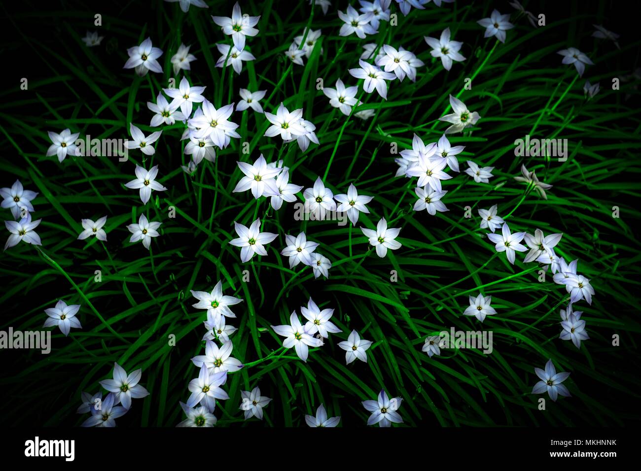 Strahlend weiße Blumen auf einem Schatten liebende Bush Stockfoto