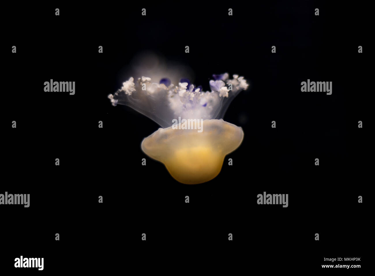 Quallen isoliert auf schwarzem Hintergrund Stockfoto