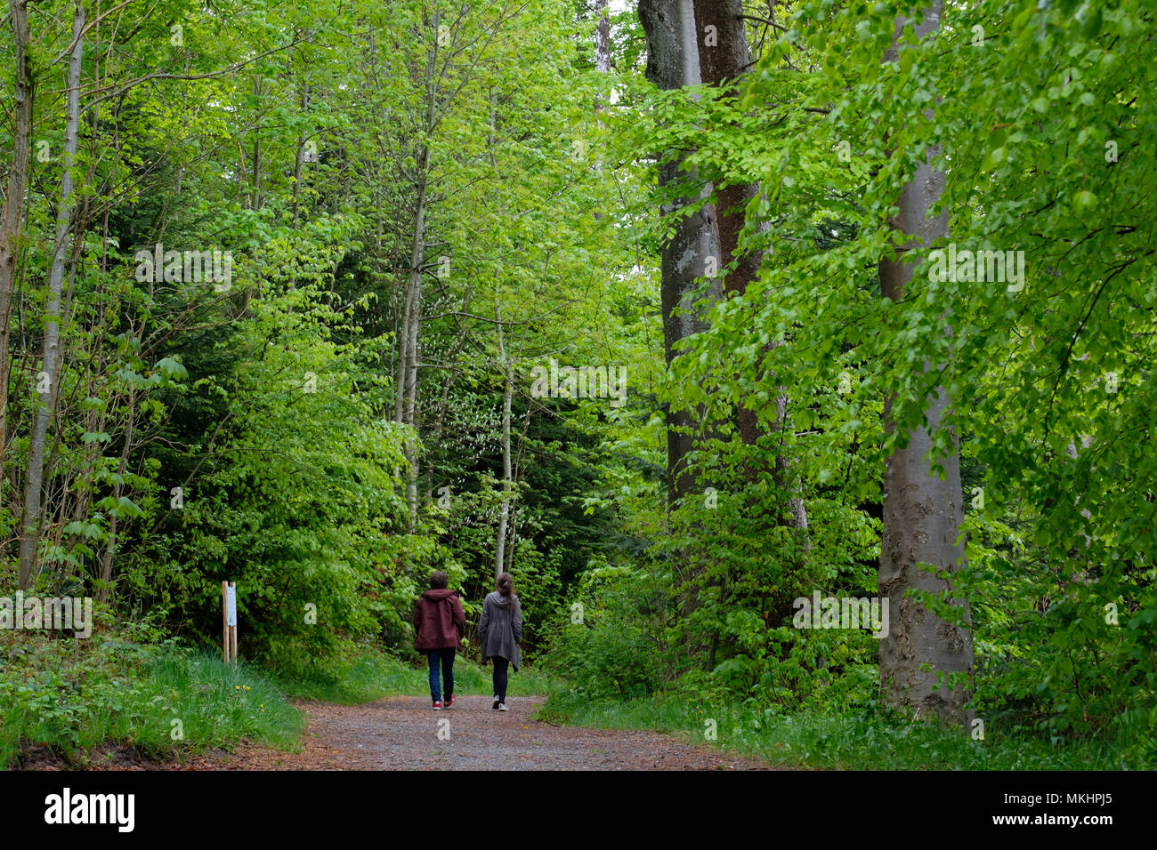 Menschen, die im Wald spazieren gehen Stockfoto